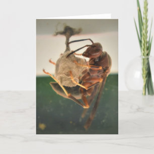 Hornet, kaart
