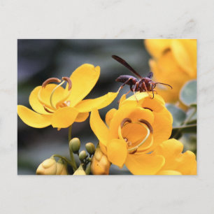 Hornet Sur Carte Postale Fleur Cassia Jaune