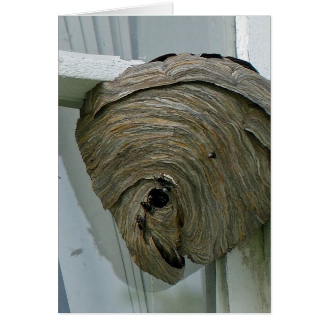 Hornets Nest (Voorkant)