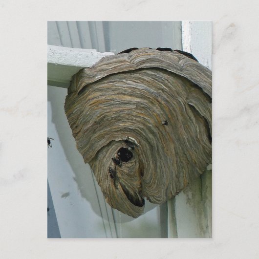 Hornets Nest Briefkaart (Voorkant)