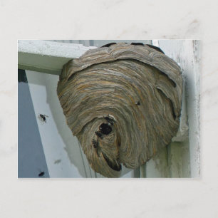 Hornets Nest Briefkaart