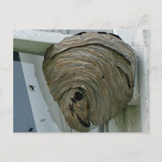 Hornets Nest Briefkaart (Voorkant)