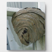 Hornets Nest Fotoplaat (Voorkant)