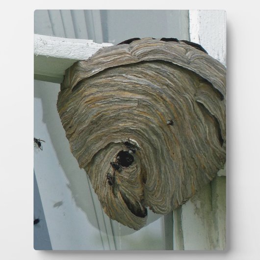 Hornets Nest Fotoplaat (Voorkant)
