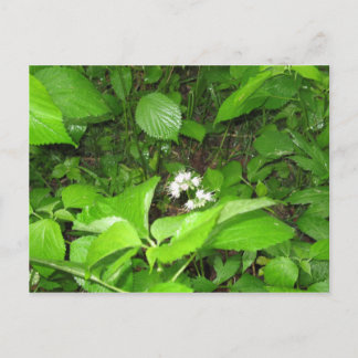 Horn's Ferry, Briefkaart