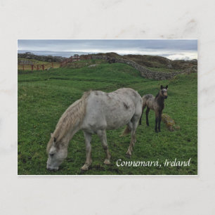 Horse and Foal, Briefkaart Ierland