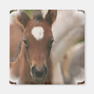 Horse Baby Square Magnet Magneet