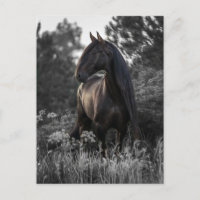 Horse Black White Photo Modern