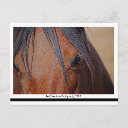 Horse Briefkaart - LT Print (Voorkant)