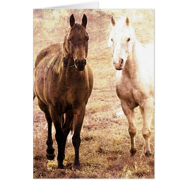 Horse Buddies (Voorkant)