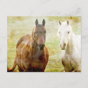 Horse Buddies Briefkaart
