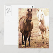 Horse Buddies Sepia Briefkaart (Voorkant / Achterkant)