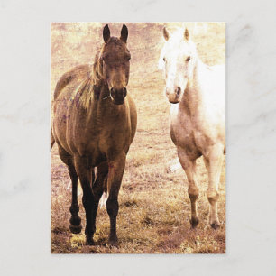 Horse Buddies Sepia Briefkaart