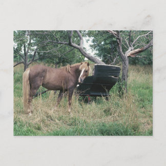 Horse Checking Old Buggy Briefkaart