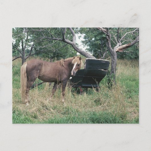 Horse Checking Old Buggy Briefkaart (Voorkant)