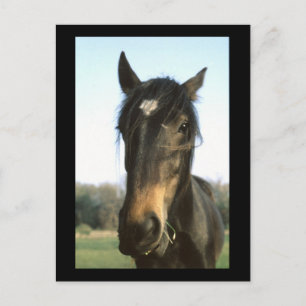 Horse, Dunwich, Angleterre - Carte postale