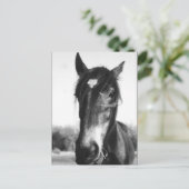 Horse, Dunwich, Angleterre - Carte postale (Debout devant)