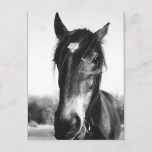 Horse, Dunwich, Angleterre - Carte postale