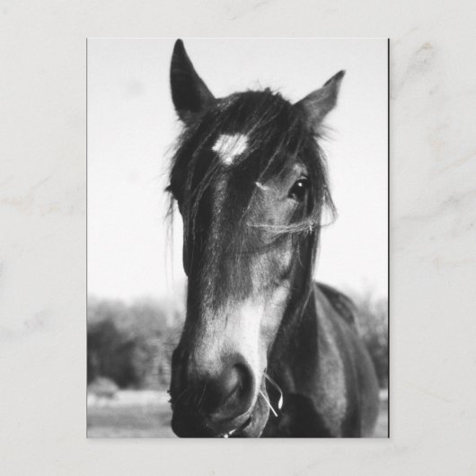 Horse, Dunwich, Angleterre - Carte postale (Devant)