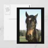 Horse, Dunwich, Engeland - Briefkaart (Voorkant / Achterkant)