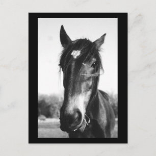 Horse, Dunwich, Engeland - Briefkaart