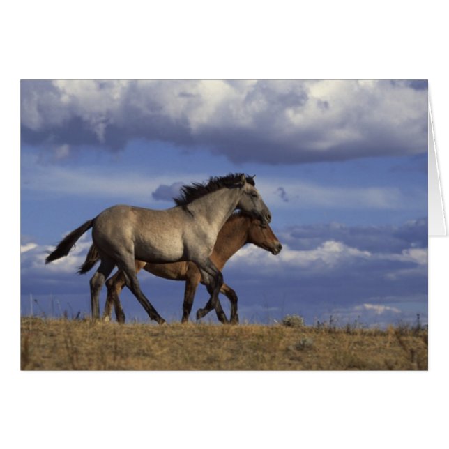 Horse Duo (Voorkant Horizontaal)
