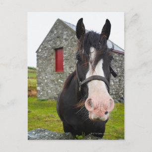 Horse en steenschuur op het platteland van Engelan Briefkaart