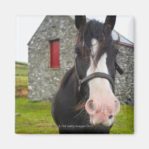 Horse en steenschuur op het platteland van Engelan Magneet