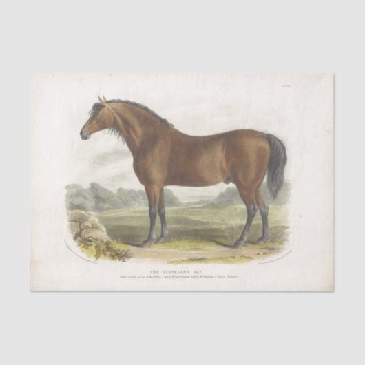 Horse Ephemera Decoupage Cleveland Bay Tissuepapier (Voorkant)