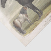 Horse Ephemera Decoupage Clydesdale Tissuepapier (Detail)