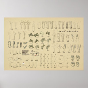 Horse Equine Conformation Chart Legs Gait Poster