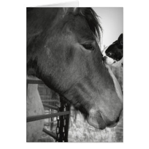 Horse et Boston Terrior