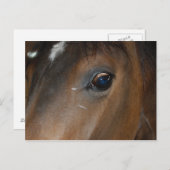 Horse Eye Briefkaart (Voorkant / Achterkant)