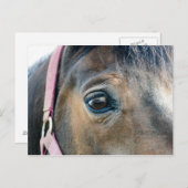 Horse Eye Briefkaart (Voorkant / Achterkant)