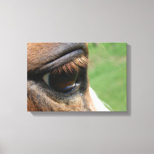 Horse Eye Canvas Afdruk
