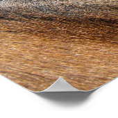 Horse Eye Poster (Hoek)