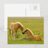 Horse Foals Briefkaart (Voorkant / Achterkant)