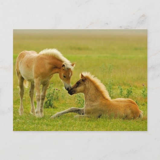 Horse Foals Briefkaart (Voorkant)