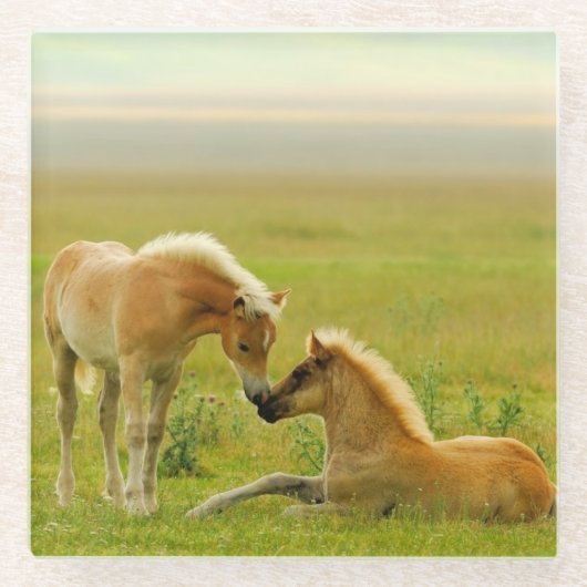 Horse Foals Glazen Onderzetter (Voorkant)