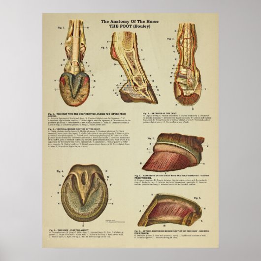 Horse Foot Hoof Anatomary Chart Poster (Voorkant)