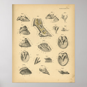 Horse Foot Hoof Anatomy 1908  Print