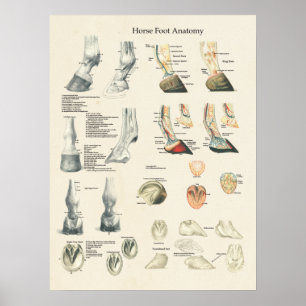 Horse Foot Hoof Leg Anatomer Farrier Chart Poster