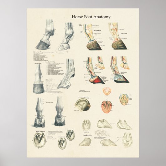 Horse Foot Hoof Leg Anatomer Farrier Chart Poster (Voorkant)