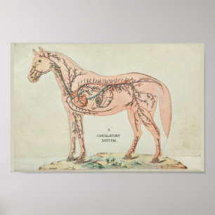 Horse harterijen Veins anatomie afdrukken Poster