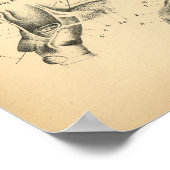 Horse Head Jaw Anatomy 1908  Print (Hoek)