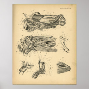 Horse Head Jaw Anatomy 1908  Print