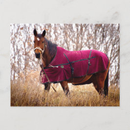 Horse in Burgundy Blanket Autumn Nature Postcard Feestdagenkaart