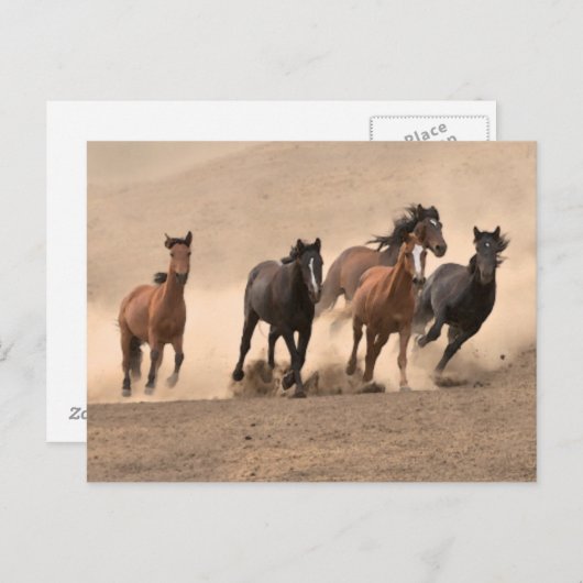 Horse In Fall II Briefkaart (Voorkant / Achterkant)