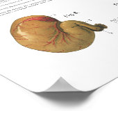 Horse Internal Organs Anatomary Veterinary Chart Poster (Hoek)