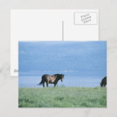 Horse, Lake en Mountain Scene Briefkaart (Voorkant / Achterkant)